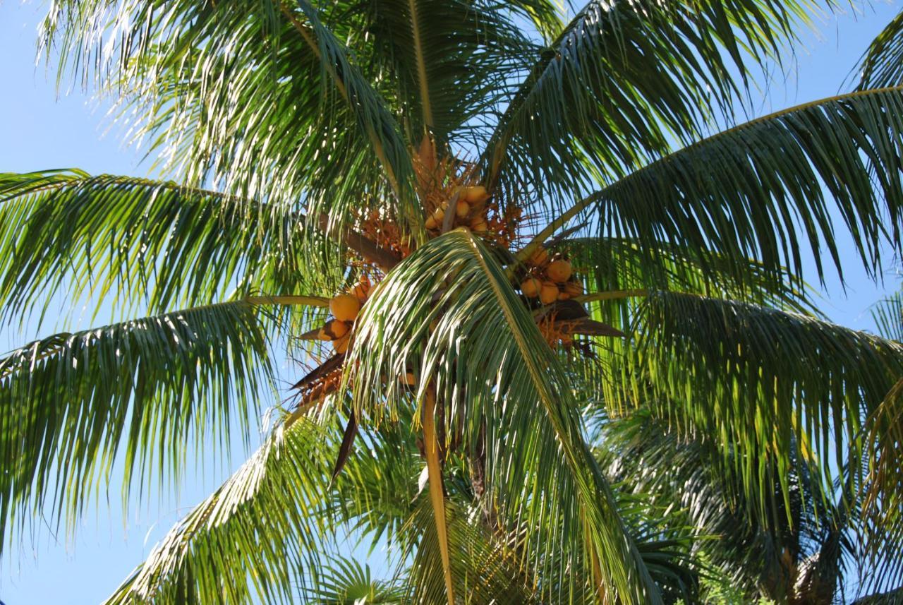 Mapache Hostel & Camping Isla Holbox Kültér fotó